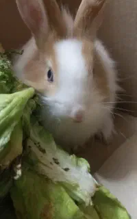 خرگوش