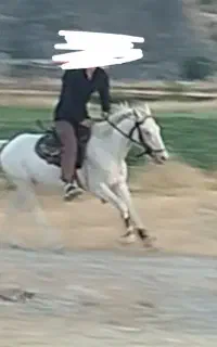 اسب عرب نریان