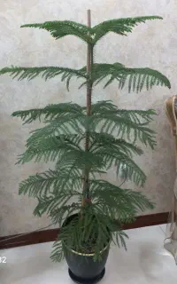 گل طبیعی کاج مطبخ