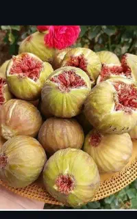 درخت انجیر بومی خاور