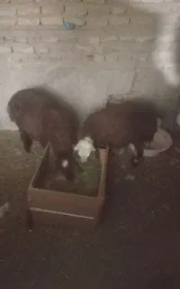 2عدد بره جوان