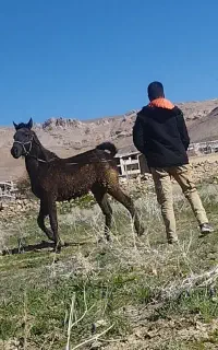 کره نریان پدر پاسارگاد ترابی مادر خانمی