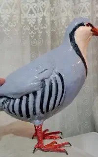 کبک