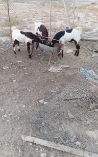 بز و کهره