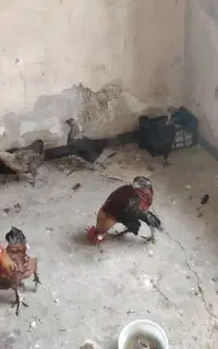 مرغ و خروس فروش