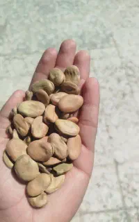 باقله با کیفیت هیستال