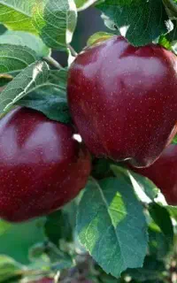 نیروی باغ میوه