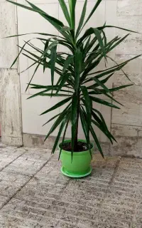 گل های طبیعی