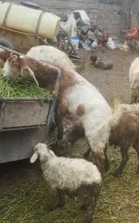 بز آبستن پاکستانی جوان
