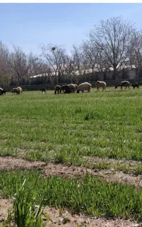 استخدام نیروی کار وارد به دامداری و کار باغ