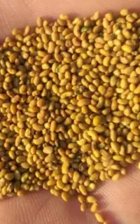 بذر یونجه جیا ایتالیای پرتناژ