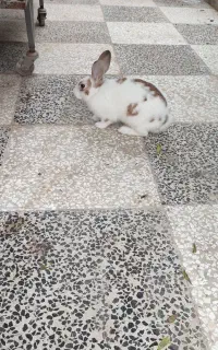 خرگوش