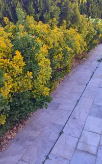 شمشاد طلایی