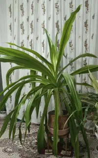 گل اشک ملکه