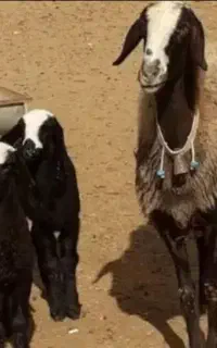 ویکی پدیا treoie گوسفند بره قـ. ــزوین