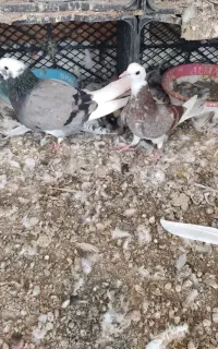 کبوتر گمشده
