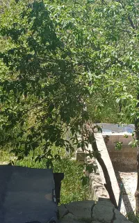 سرایداری باغ
