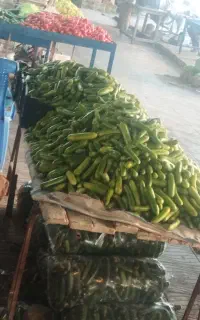 خیار برای استفاده احشام