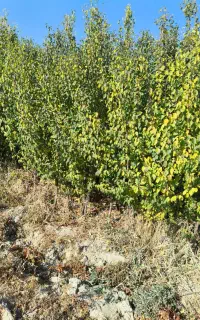 انواع درخت بادام زردآلو آلوچه سردرود