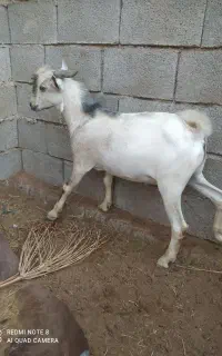 کهره نر گوشتی