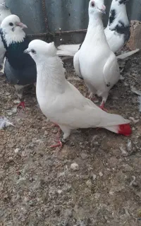 تکپر