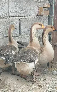 قو غاز