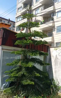 فروش سرو مطبق در نوشهر