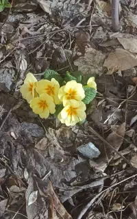 همکار خانم باریستا