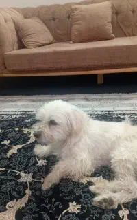 گمشده