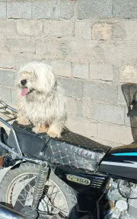 پاپی پشمالو