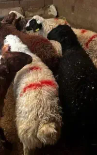 گوسفنده زنده