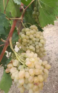 باغبان هستم