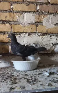 کبوتر