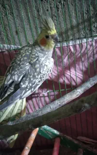 عروس هلندی خوشکل