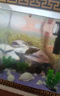 اکواریوم شیشه خم با وسایل