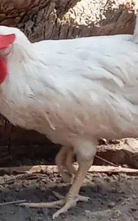 مرغ خروس