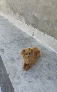 توله پامراین