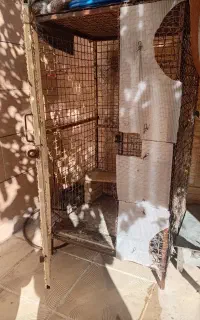 قفس مرغ کبوتر