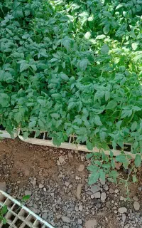 گوجه فرنگی برنتا و فلفل دلمه