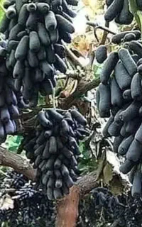 نهال موندراپ ردگلاب بیدانه سفید گلدانی