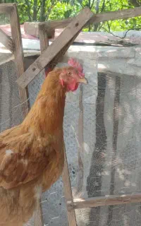 مرغ تخمگذار
