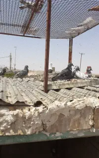 حدود۱۰تا کفتر گوشتی مخصوص کشتن دونه ۱۰۰