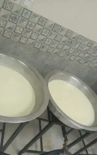 پخش لبنیات محلی