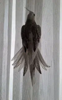 عروس هلندی ایزابلا با قفس