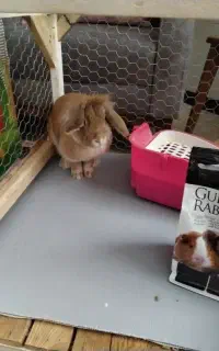 خرگوش نر بامزه