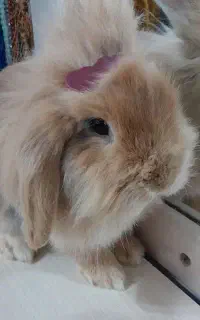 خرگوش لوپ اصل نژاد دار