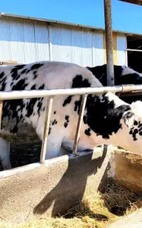 کار در گاوداری