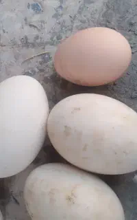 تخم غاز