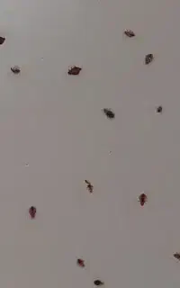 سمپاشی ساس سم پاشی سوسک با ضمانت