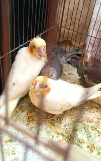 عروس هلندی